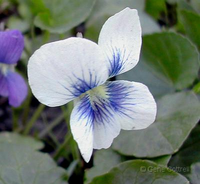 Common Blue Violet-white variety.jpg